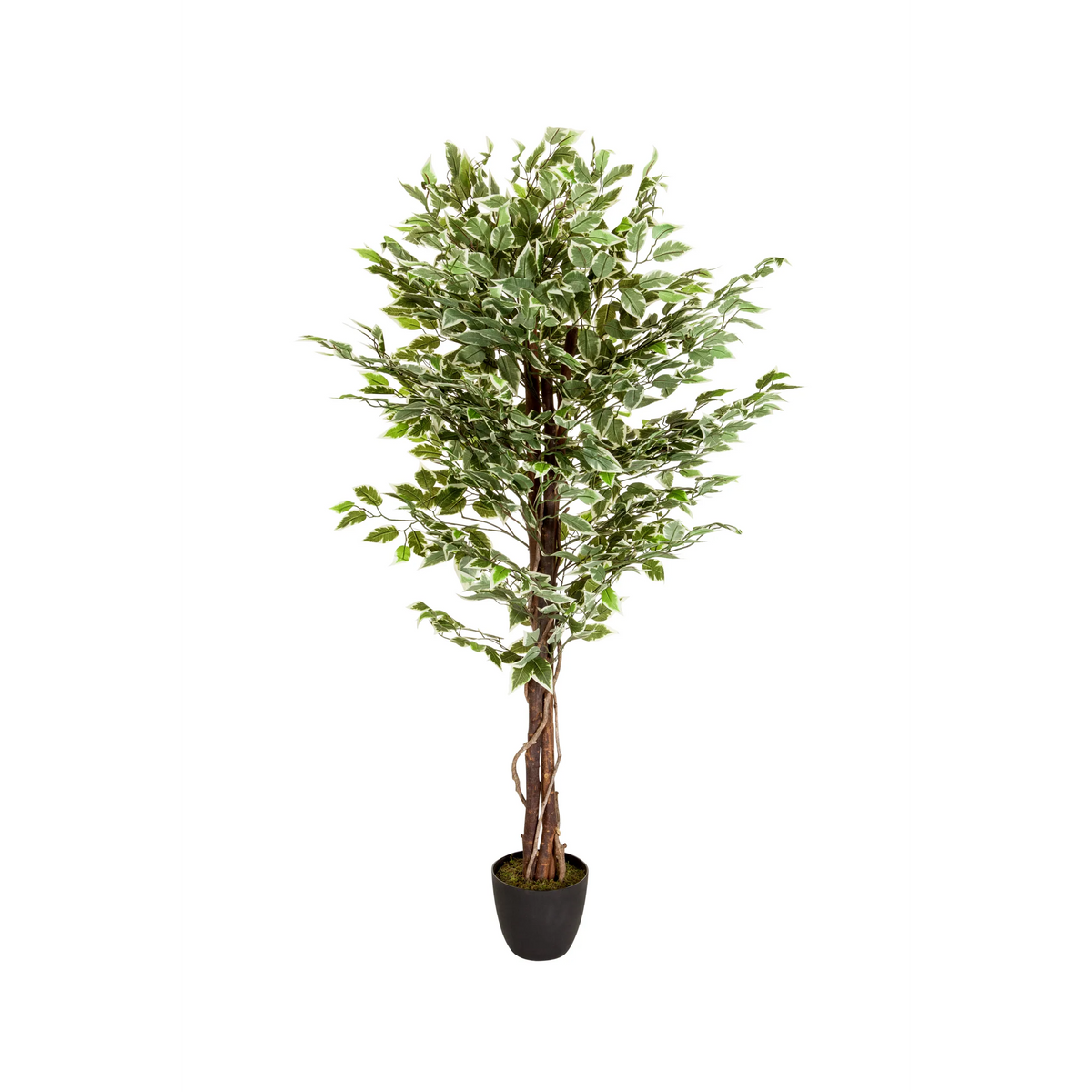 Piante artificiali verdi FICUS con fusto intrecciato in un vaso nero di hjh OFFICE – vista a 360° (vista frontale 0°)