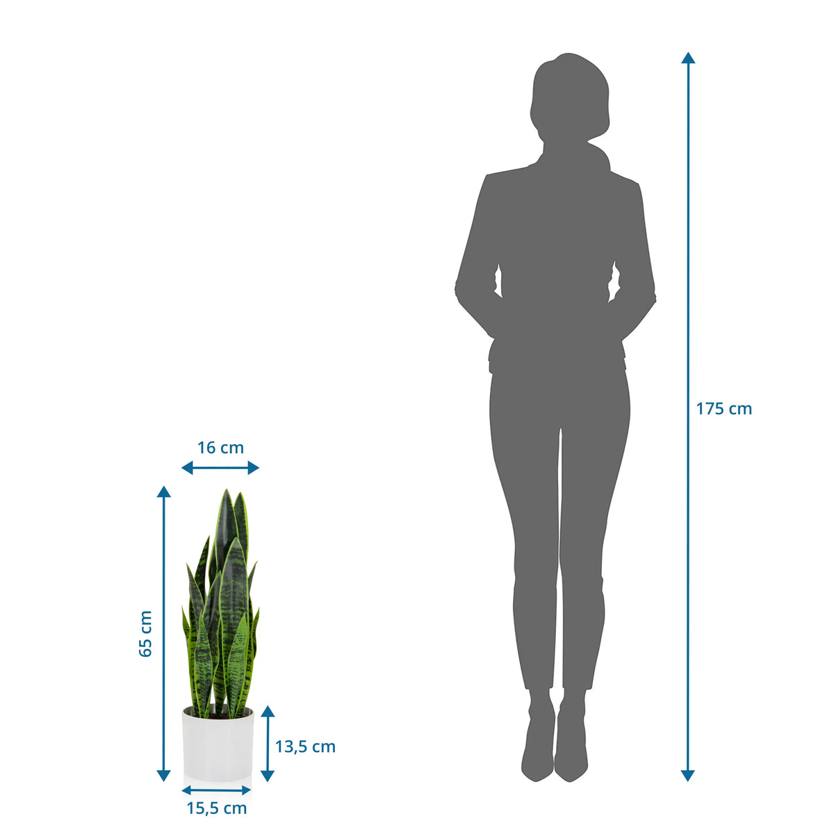 Vista dimensionale della Piante artificiali SANSEVIERIA con un'altezza di 65 cm accanto alla silhouette di una persona di hjh OFFICE
