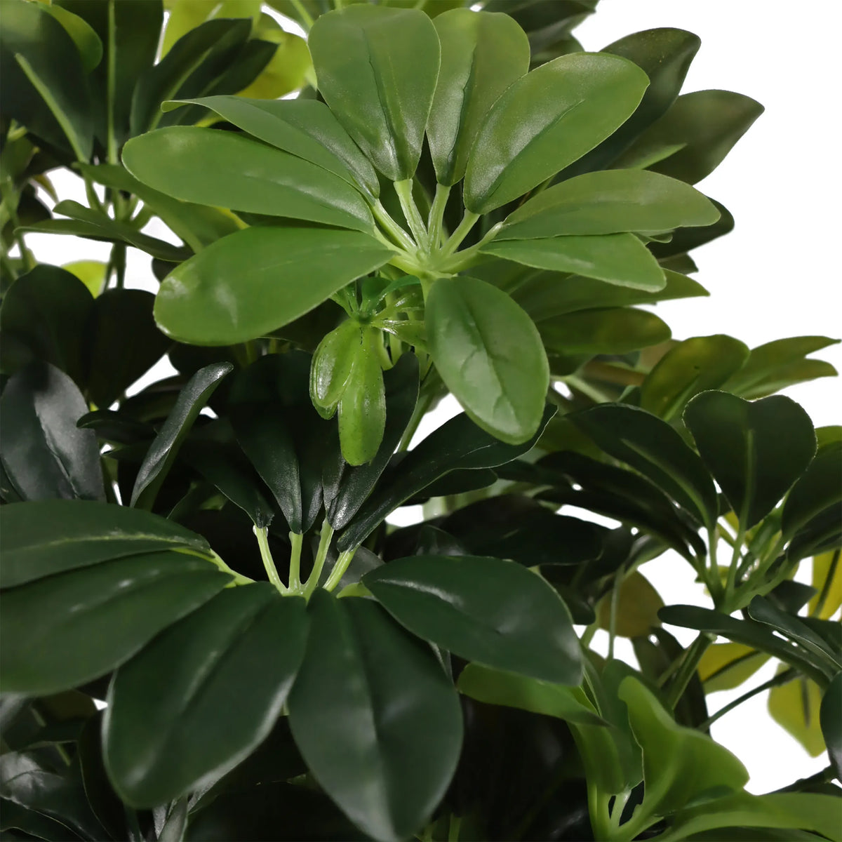 Foglie verdi della pianta artificiale Schefflera 2 di hjh OFFICE