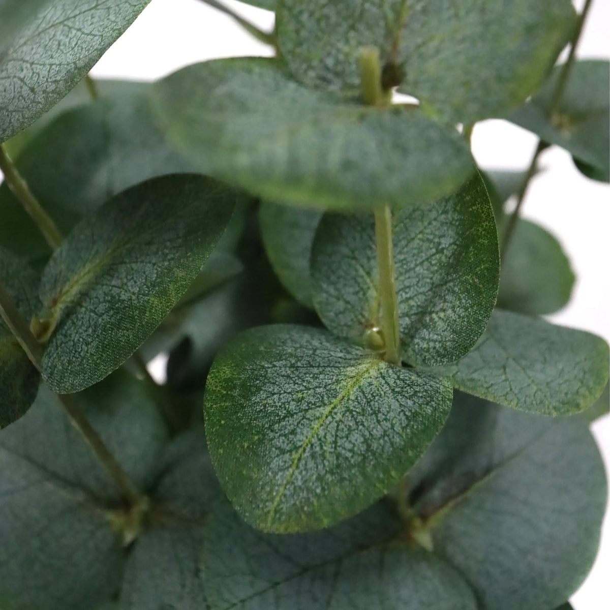 Foglie verdi della pianta artificiale Eucalyptus di hjh OFFICE