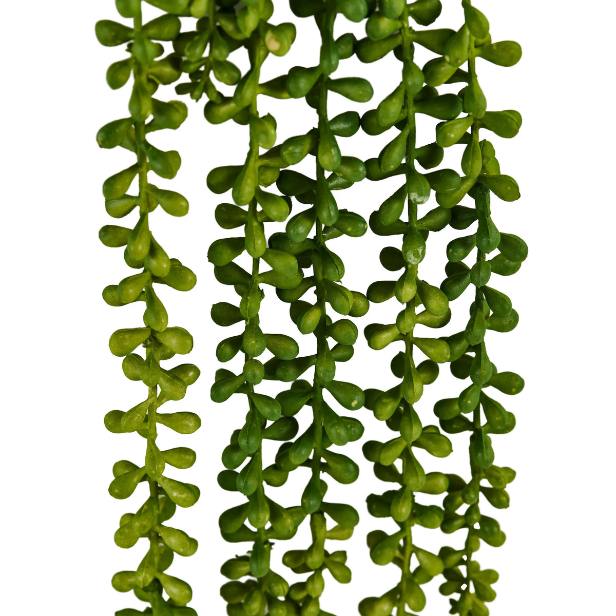 Foglie verdi della pianta pendente Senecio Climb di hjh OFFICE