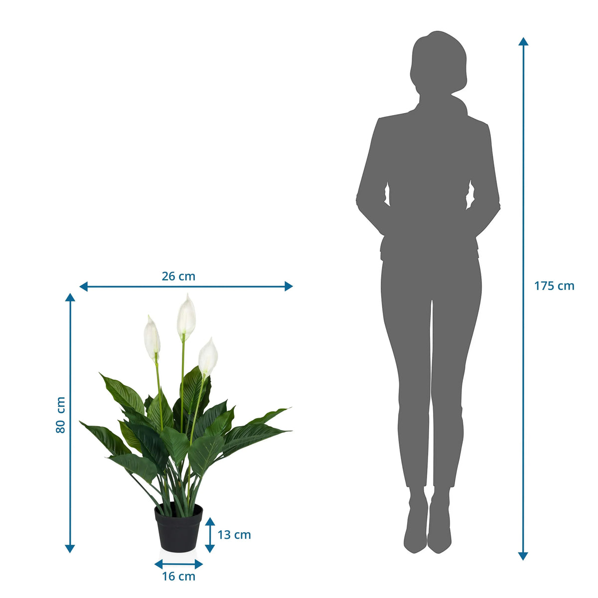 Disegno dimensionale delle Piante artificiali SPATHIPHYLLUM con un'altezza di 80 cm e una larghezza di 26 cm di hjh OFFICE