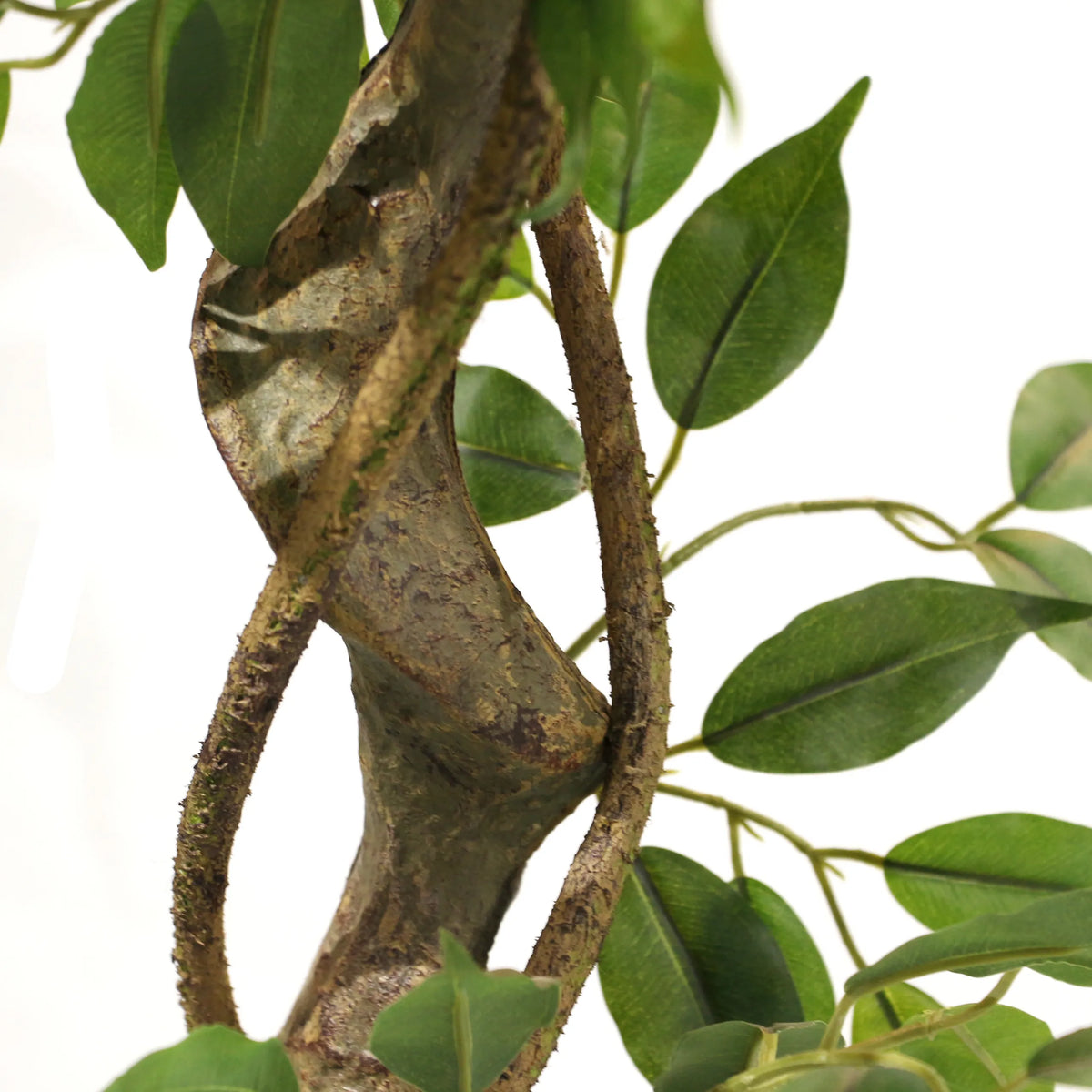 Fusto marrone strutturato con foglie verdi delle Piante artificiali FICUS I di hjh OFFICE