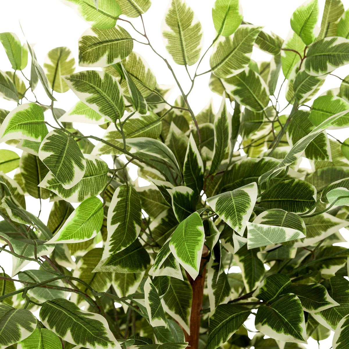 Foglie variegate verdi e bianche della Piante artificiali FICUS di hjh OFFICE