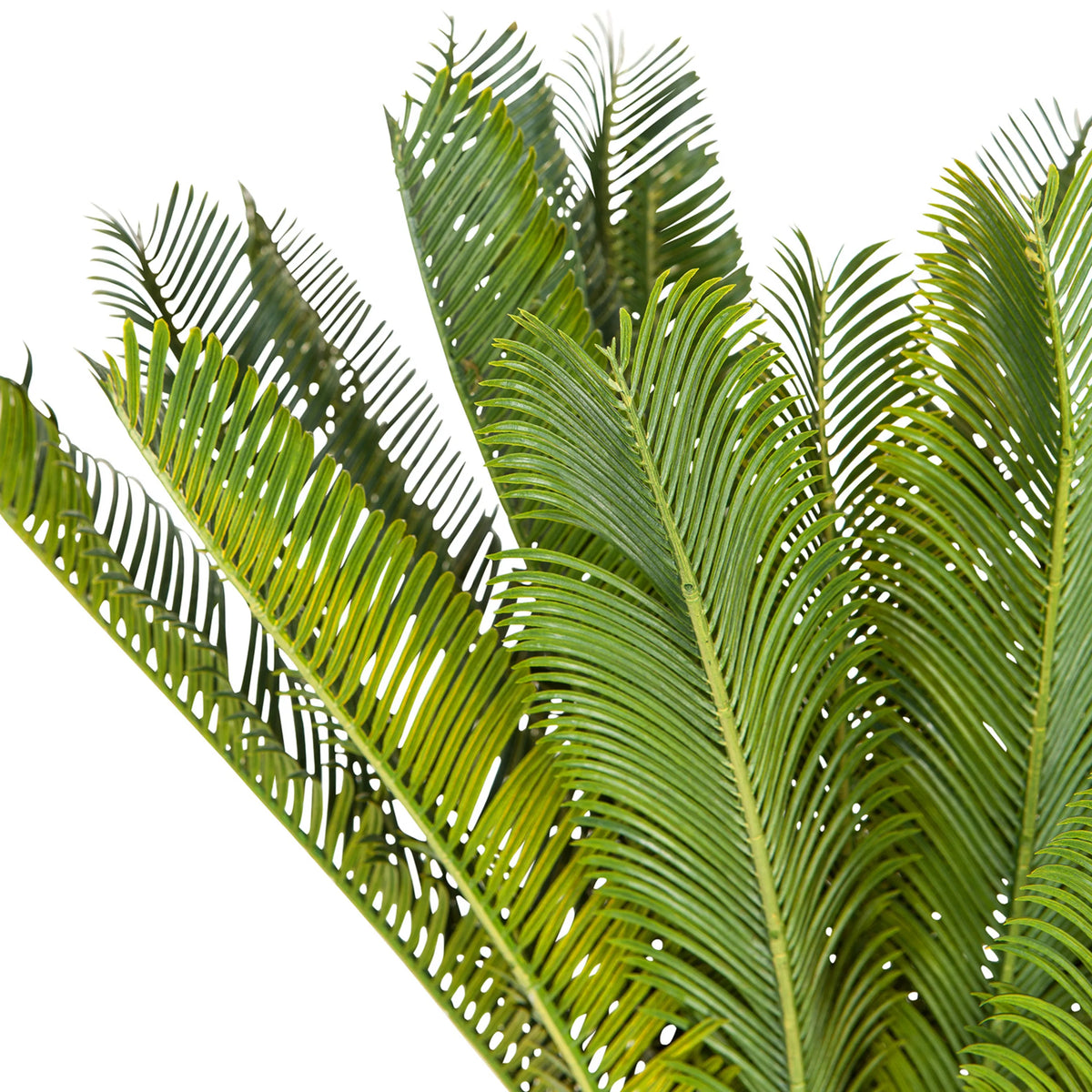 Foglie verdi della Piante artificiali CYCAS di hjh OFFICE