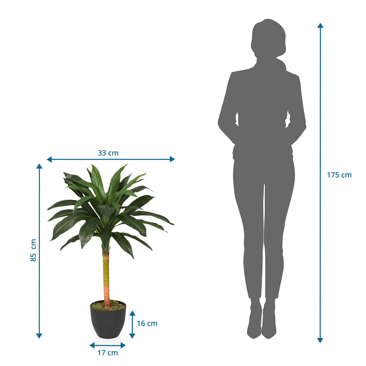 Disegno tecnico della Piante artificiali DRACAENA I con un'altezza di 85 cm e una larghezza di 33 cm di hjh OFFICE