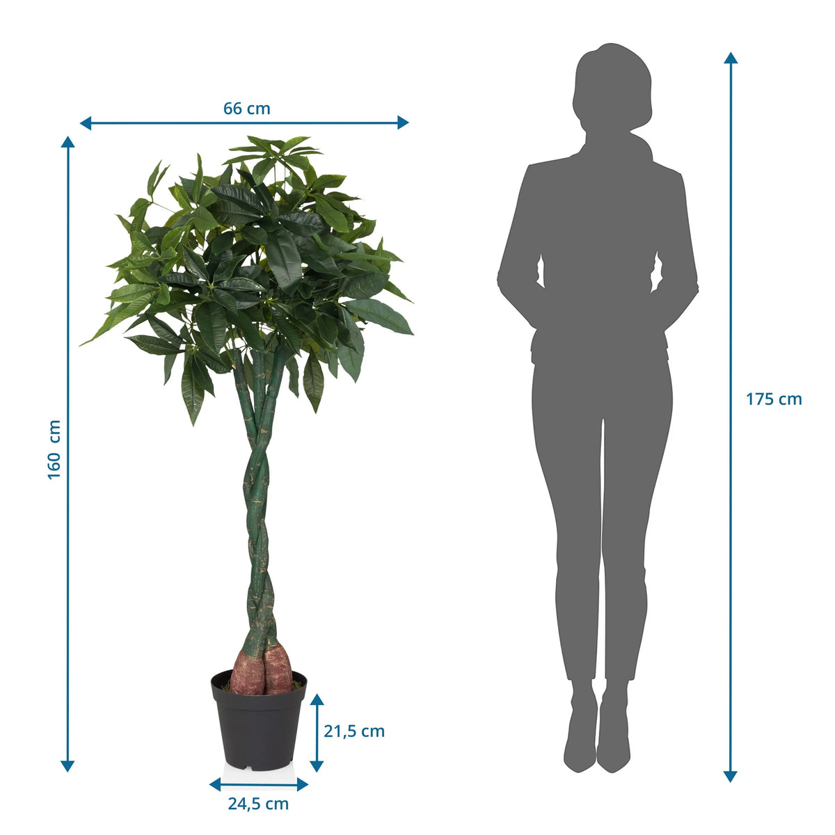 Disegno tecnico della Piante artificiali PACHIRA con un'altezza di 160 cm e una larghezza di 66 cm di hjh OFFICE