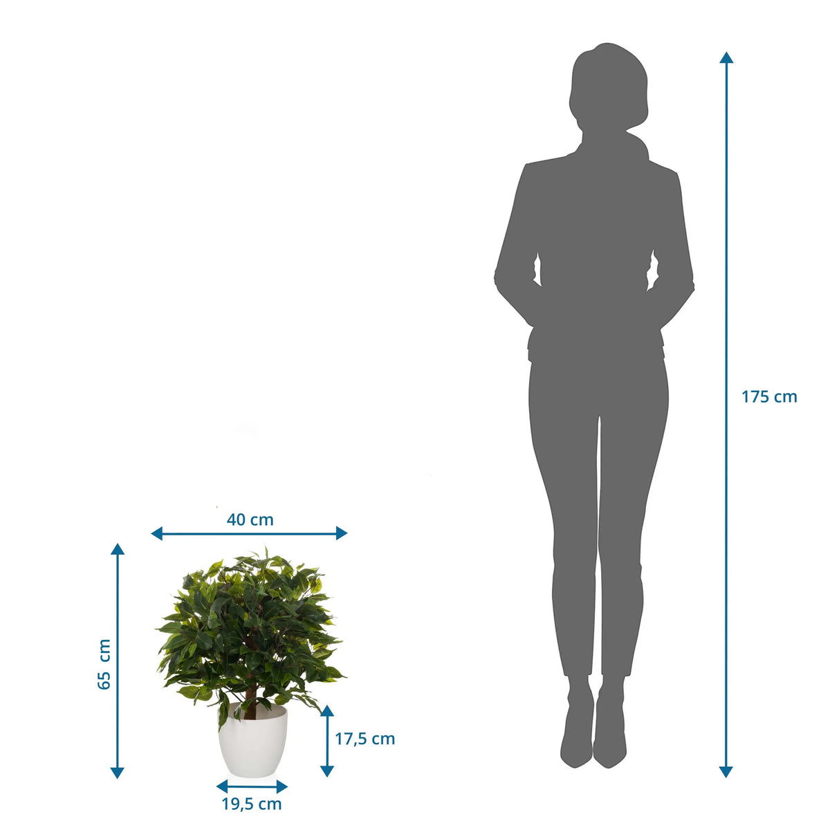 Disegno tecnico della Piante artificiali FICUS II con un'altezza di 65 cm e una larghezza di 40 cm di hjh OFFICE