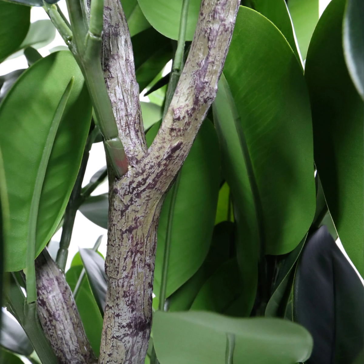 Stamm und grüne Blätter der Kunstpflanze Garcinia von hjh OFFICE