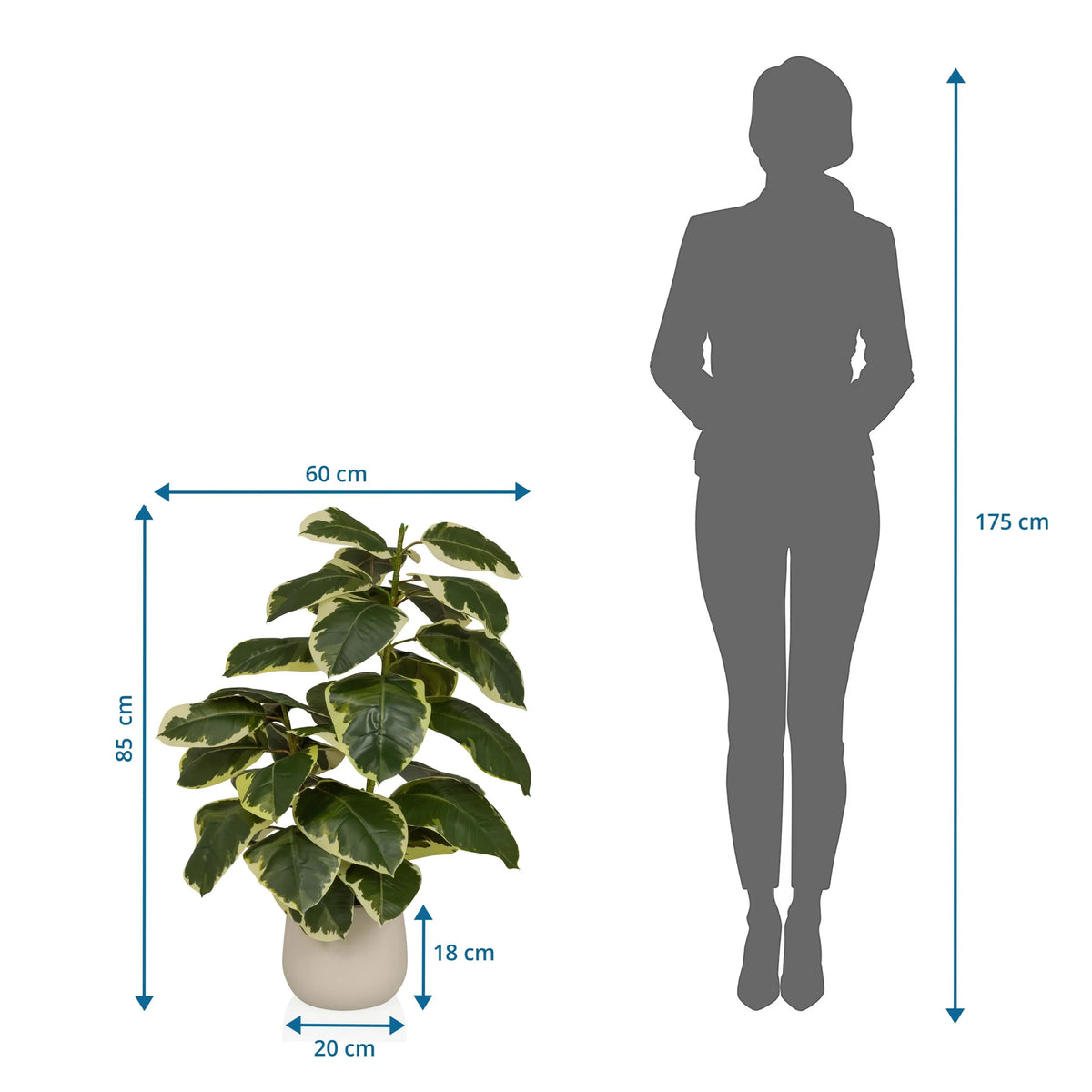 Disegno tecnico della Piante artificiali Ficus 3 con un'altezza di 85 cm e una larghezza di 60 cm di hjh OFFICE