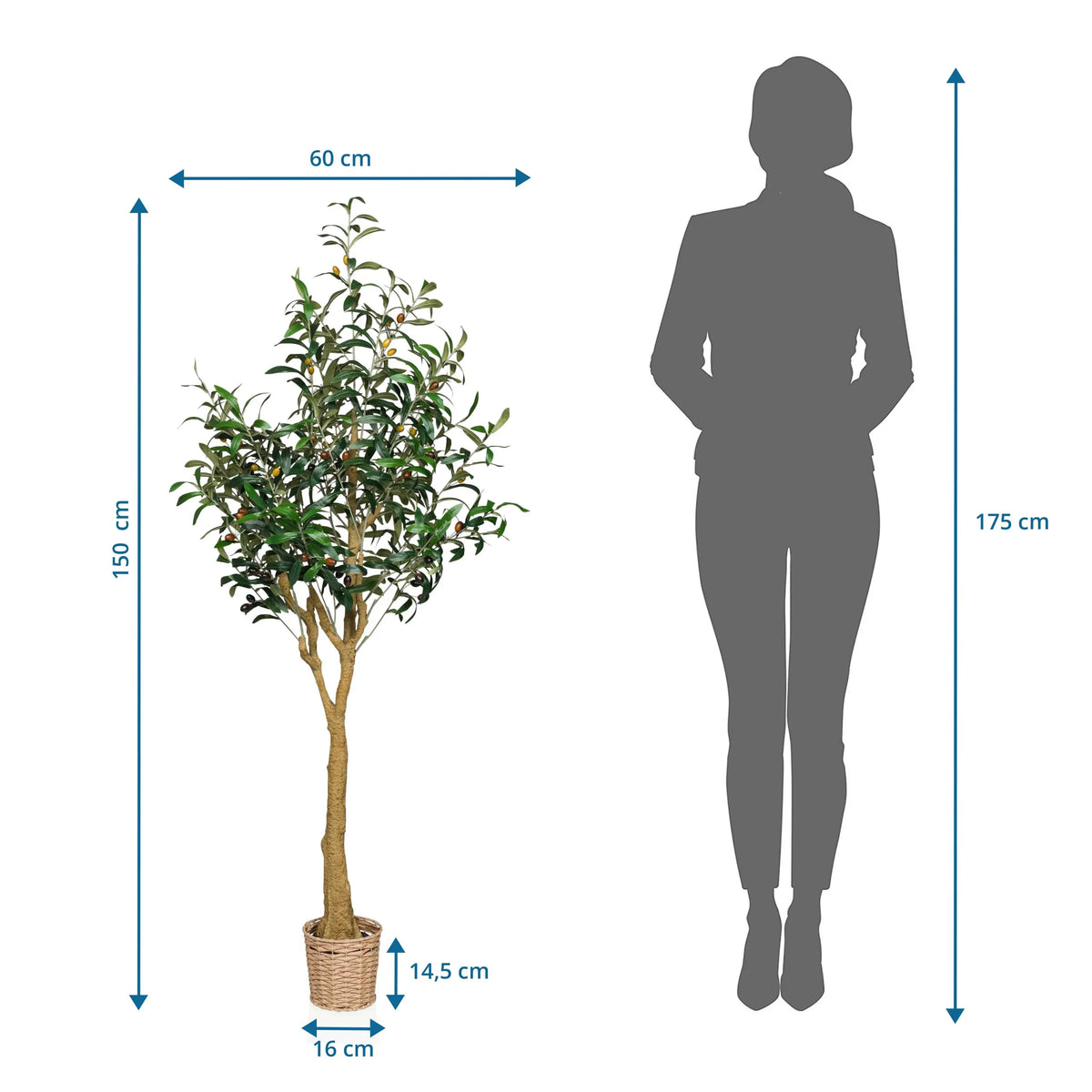 Disegno tecnico della Piante artificiali OLIVE II con un'altezza di 150 cm e una larghezza di 60 cm di hjh OFFICE