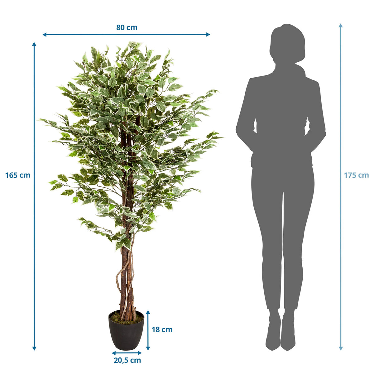 Disegno tecnico della Piante artificiali FICUS con un'altezza di 165 cm e una larghezza di 80 cm di hjh OFFICE