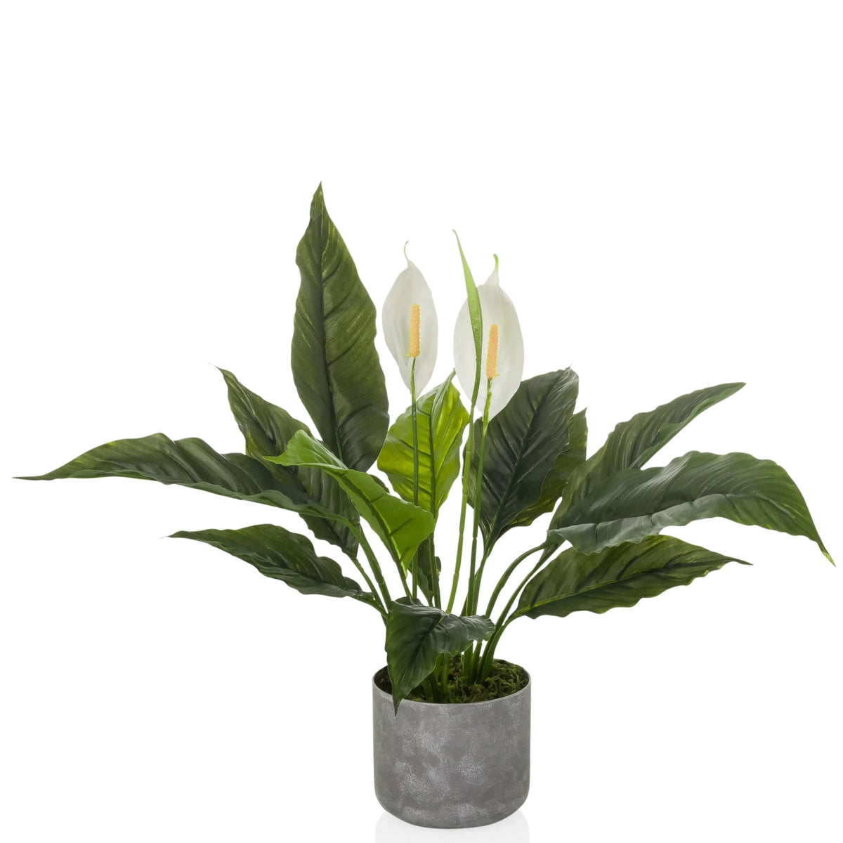 Piante artificiali Spathiphyllum 1 con foglie verdi, due fiori bianchi e vaso grigio di hjh OFFICE