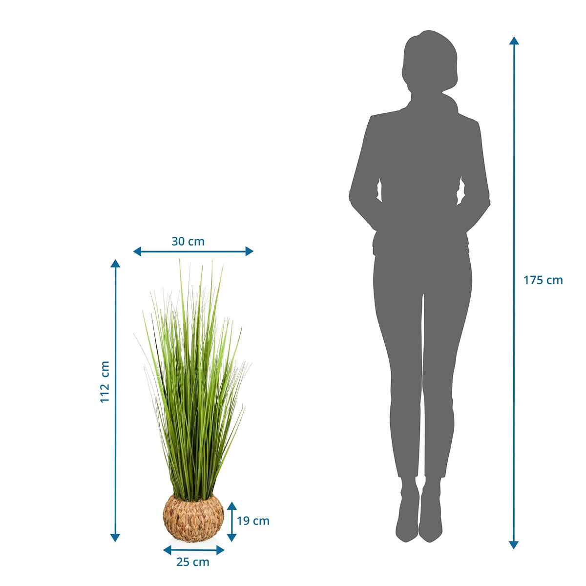 Disegno tecnico della Piante artificiali CORTADERIA con altezza di 112 cm e larghezza di 30 cm di hjh OFFICE