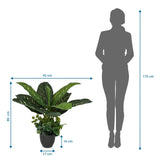Disegno tecnico della Piante artificiali DIEFFENBACHIA con un'altezza di 80 cm e una larghezza di 42 cm di hjh OFFICE