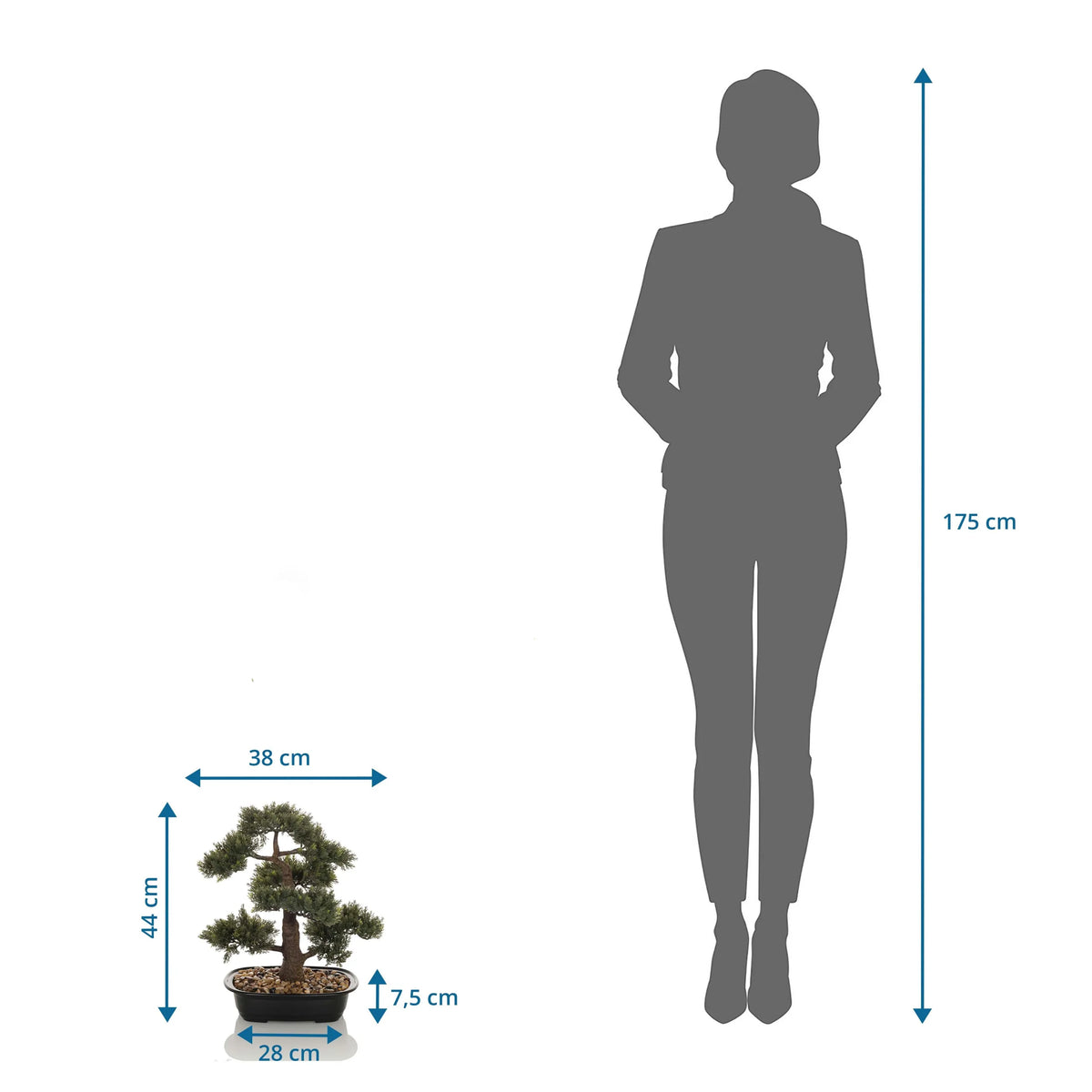 Vista dimensionale della Piante artificiali BONSAI con un'altezza di 44 cm in confronto a una persona di hjh OFFICE