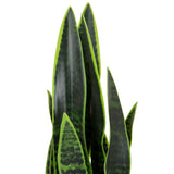 Foglie verdi della pianta artificiale SANSEVIERIA con motivi verde scuro di hjh OFFICE