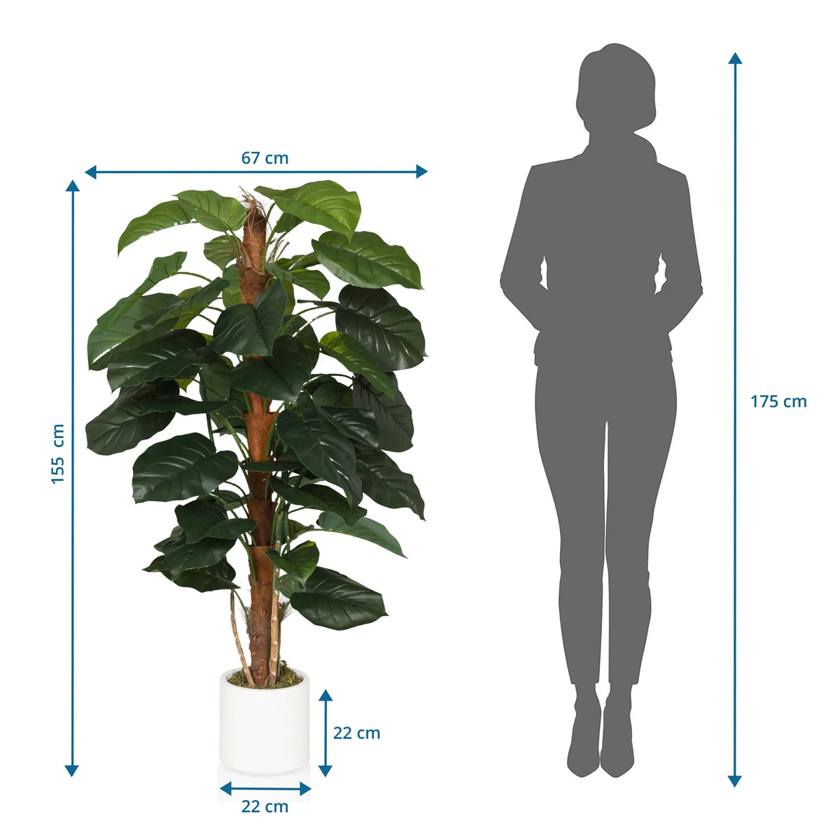 Disegno dimensionale della Piante artificiali EPIPREMNUM con altezza di 155 cm e larghezza di 67 cm di hjh OFFICE