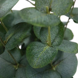 Foglie verdi della pianta artificiale Eucalyptus di hjh OFFICE