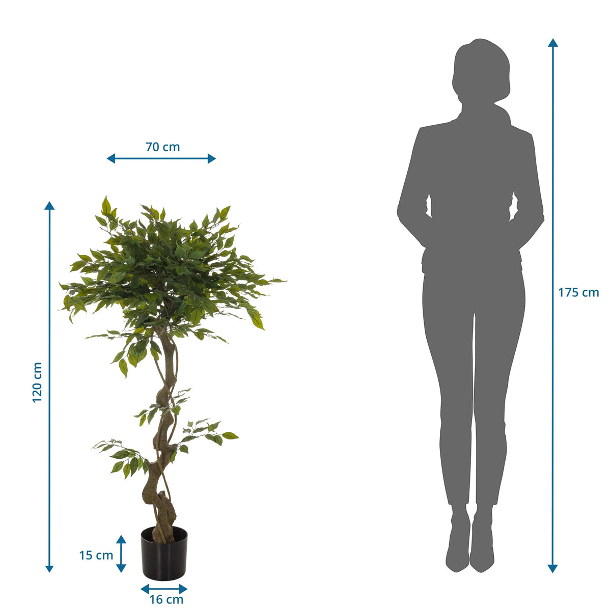 Vista dimensionale della Piante artificiali FICUS I con un'altezza di 120 cm e una larghezza di 70 cm di hjh OFFICE