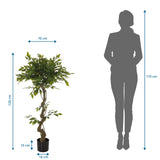 Vista dimensionale della Piante artificiali FICUS I con un'altezza di 120 cm e una larghezza di 70 cm di hjh OFFICE