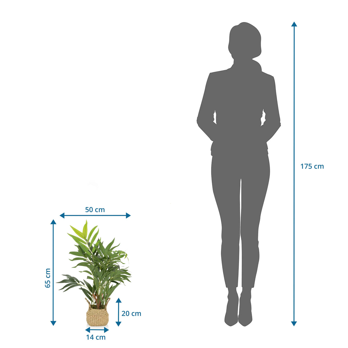Disegno tecnico della Piante artificiali CHAMAEDOREA con un'altezza di 65 cm di hjh OFFICE