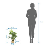 Disegno tecnico della Piante artificiali CHAMAEDOREA con un'altezza di 65 cm di hjh OFFICE