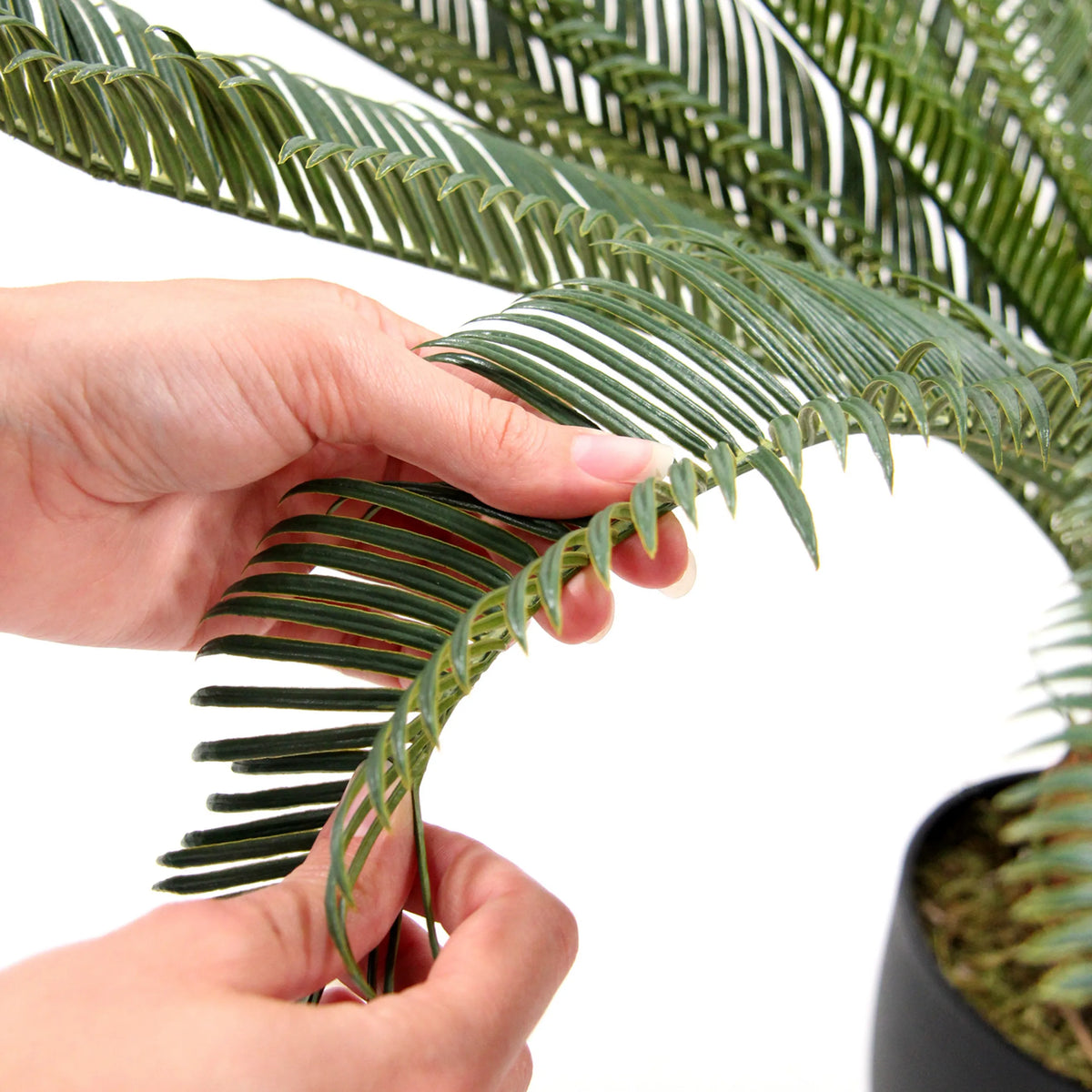 Primo piano delle fronde verdi della pianta artificiale CYCAS di hjh OFFICE