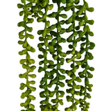 Foglie verdi della pianta pendente Senecio Climb di hjh OFFICE