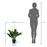 Disegno dimensionale delle Piante artificiali SPATHIPHYLLUM con un'altezza di 80 cm e una larghezza di 26 cm di hjh OFFICE