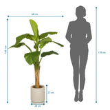 Disegno tecnico della Piante artificiali BANANE I con un'altezza di 150 cm e una larghezza di 60 cm di hjh OFFICE