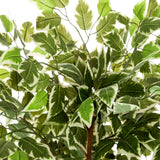 Foglie variegate verdi e bianche della Piante artificiali FICUS di hjh OFFICE