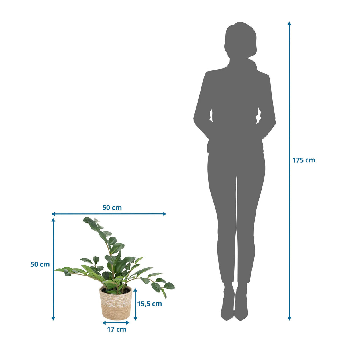 Disegno tecnico della Piante artificiali ZAMIE di 50 × 50 cm accanto alla silhouette di una persona di hjh OFFICE