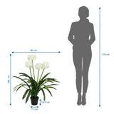 Disegno tecnico della Piante artificiali AGAPANTHUS con un'altezza di 100 cm e una larghezza di 46 cm di hjh OFFICE