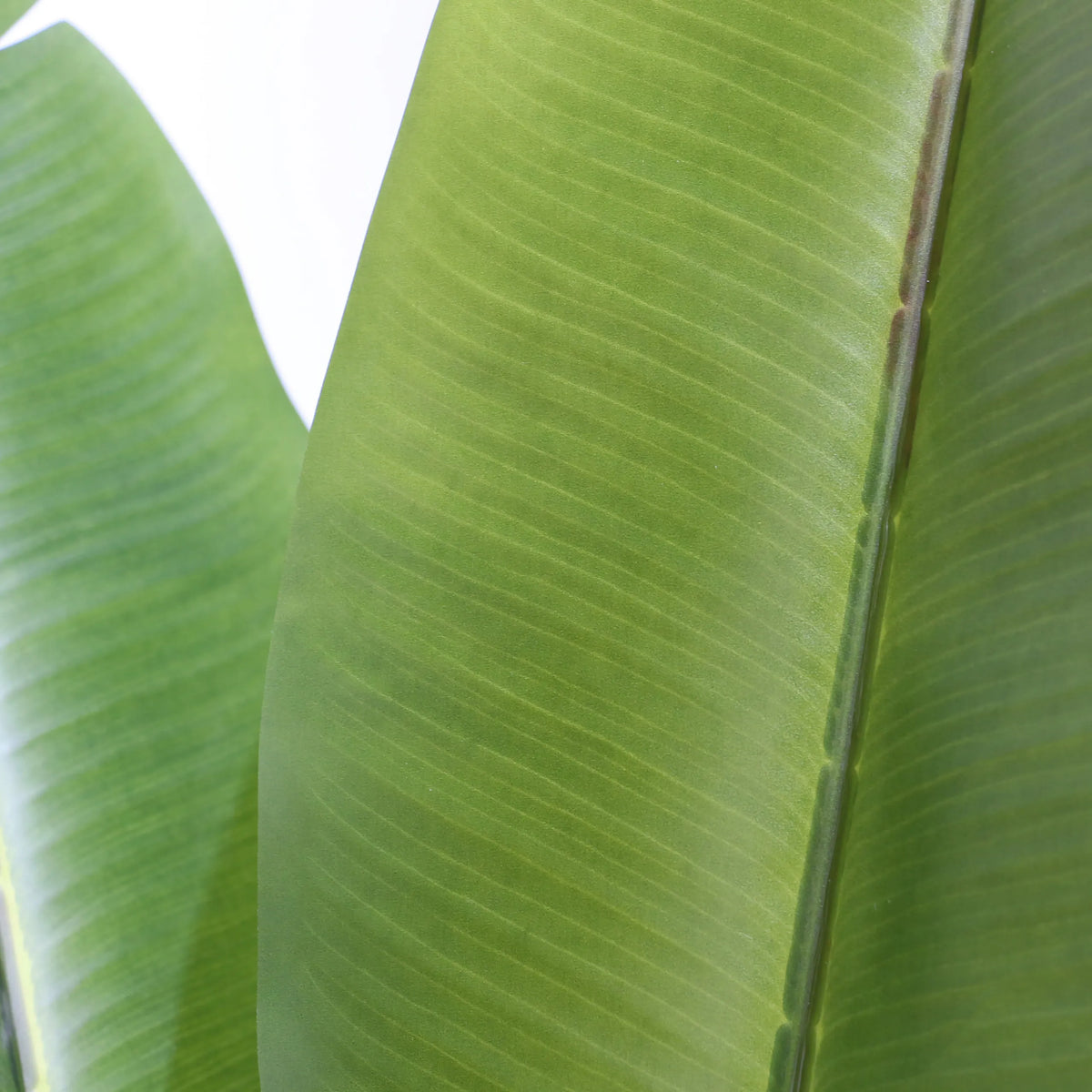 Struttura delle foglie verdi della Piante artificiali BANANE di hjh OFFICE