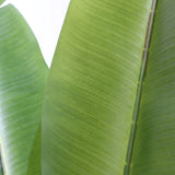 Struttura delle foglie verdi della Piante artificiali BANANE di hjh OFFICE