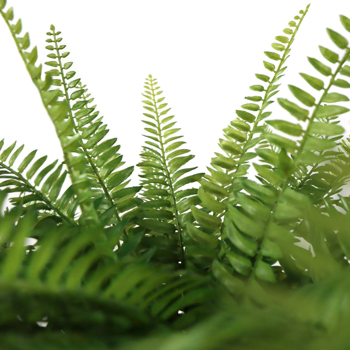 Fronde verdi di felce della Piante artificiali Proliferum di hjh OFFICE