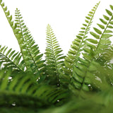 Fronde verdi di felce della Piante artificiali Proliferum di hjh OFFICE
