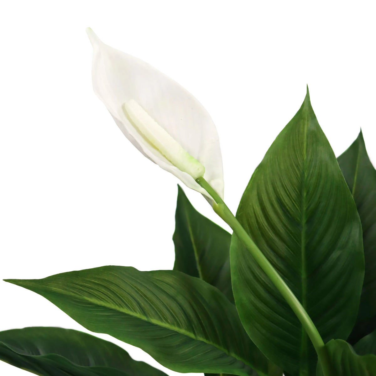 Fiore bianco e foglie verdi della pianta artificiale SPATHIPHYLLUM di hjh OFFICE
