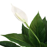 Fiore bianco e foglie verdi della pianta artificiale SPATHIPHYLLUM di hjh OFFICE