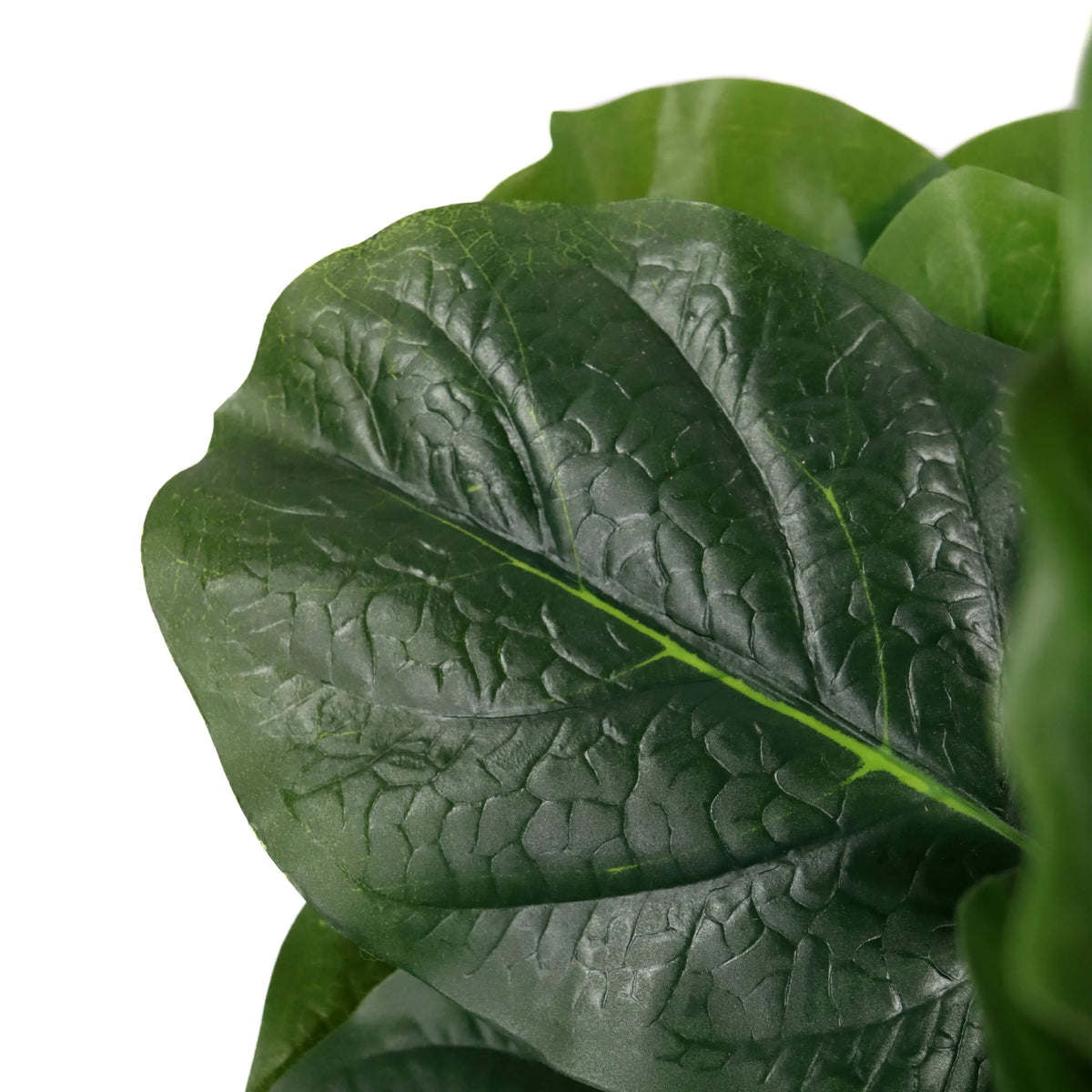 Foglia verde con struttura delle venature pronunciata della Piante artificiali LYRATA di hjh OFFICE