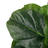 Foglia verde con struttura delle venature pronunciata della Piante artificiali LYRATA di hjh OFFICE
