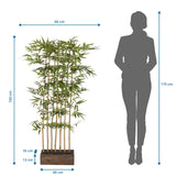 Vista dimensionale della Piante artificiali BAMBUS I con un'altezza di 150 cm e una larghezza di 60 cm di hjh OFFICE