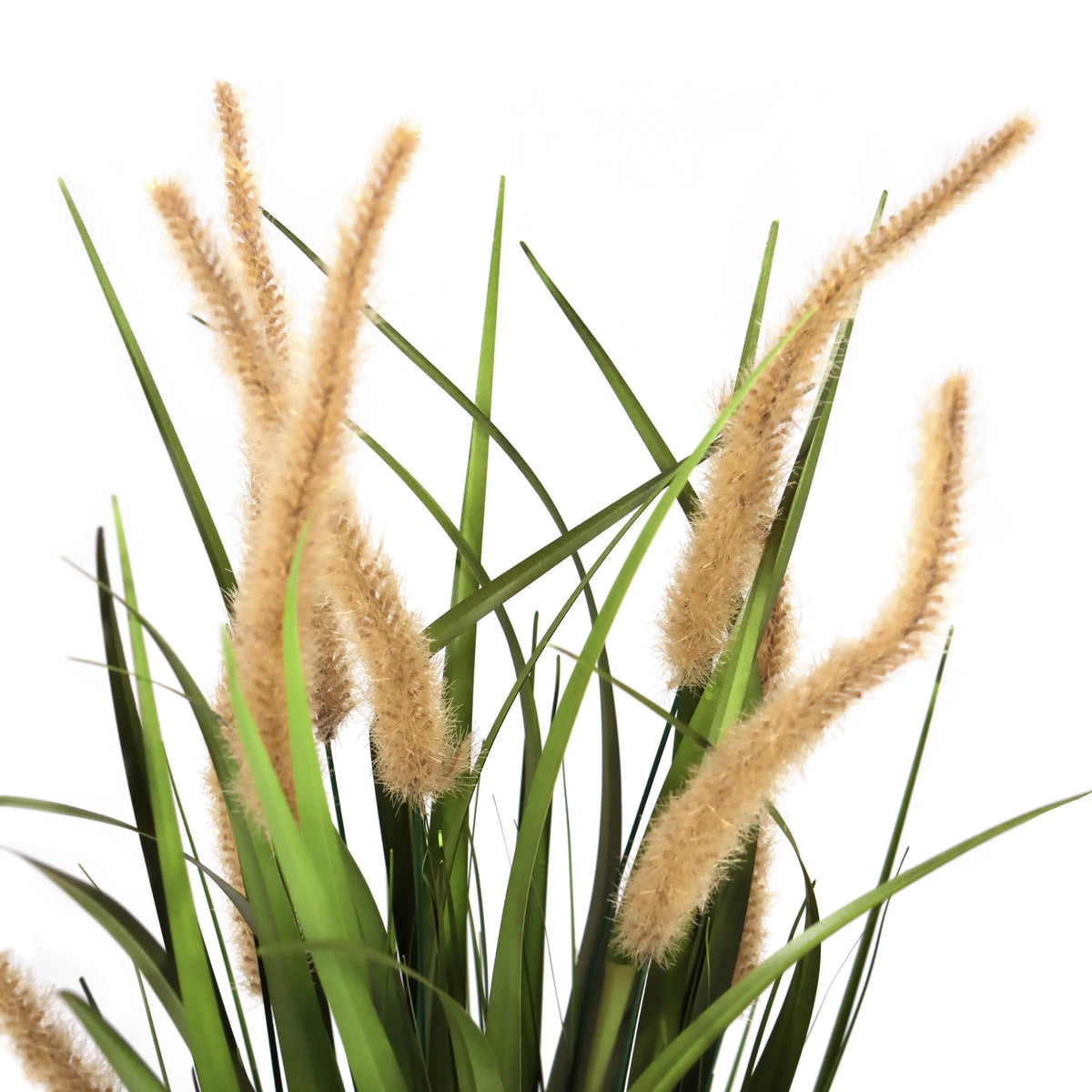 Erbe beige-verdi della pianta artificiale CORTADERIA I con spighe floreali soffici di hjh OFFICE