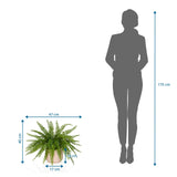Disegno tecnico della Piante artificiali Proliferum di 47 x 40 cm accanto alla silhouette di una persona di hjh OFFICE