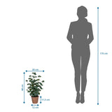 Disegno tecnico della Piante artificiali Eucalyptus con un'altezza di 48 cm accanto alla silhouette di una persona di hjh OFFICE