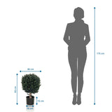 Vista dimensionale della Piante artificiali BUXUS con un'altezza di 65 cm rispetto a una persona di hjh OFFICE