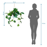 Disegno tecnico della pianta artificiale MONSTERA CLIMB con un'altezza totale di 100 cm di hjh OFFICE