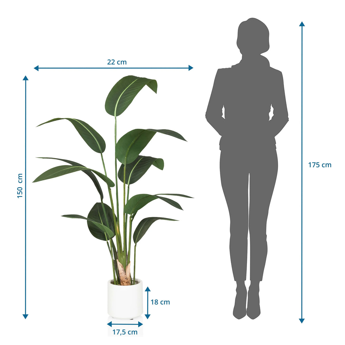 Disegno tecnico della Piante artificiali STRELITZIA con un'altezza di 150 cm di hjh OFFICE