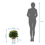 Disegno tecnico della Piante artificiali FICUS II con un'altezza di 65 cm e una larghezza di 40 cm di hjh OFFICE